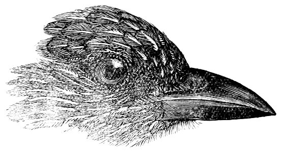 The Fauna of British India, including Ceylon and Burma (Birds Vol 1) 222