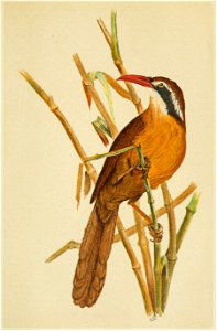 The Fauna of British India, including Ceylon and Burma (Birds Vol 1) 253
