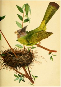 The Fauna of British India, including Ceylon and Burma (Birds Vol 1) 445