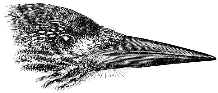 The Fauna of British India, including Ceylon and Burma (Birds Vol 1) 99