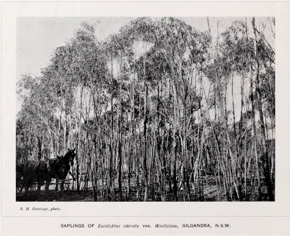 The Forest Flora of New South Wales - Eucalyptus odorata