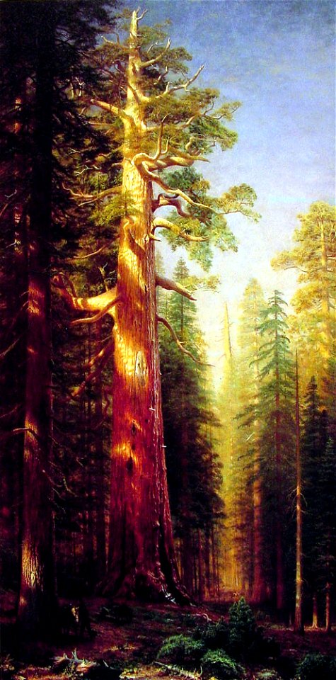 The Great Trees