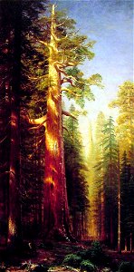 The Great Trees