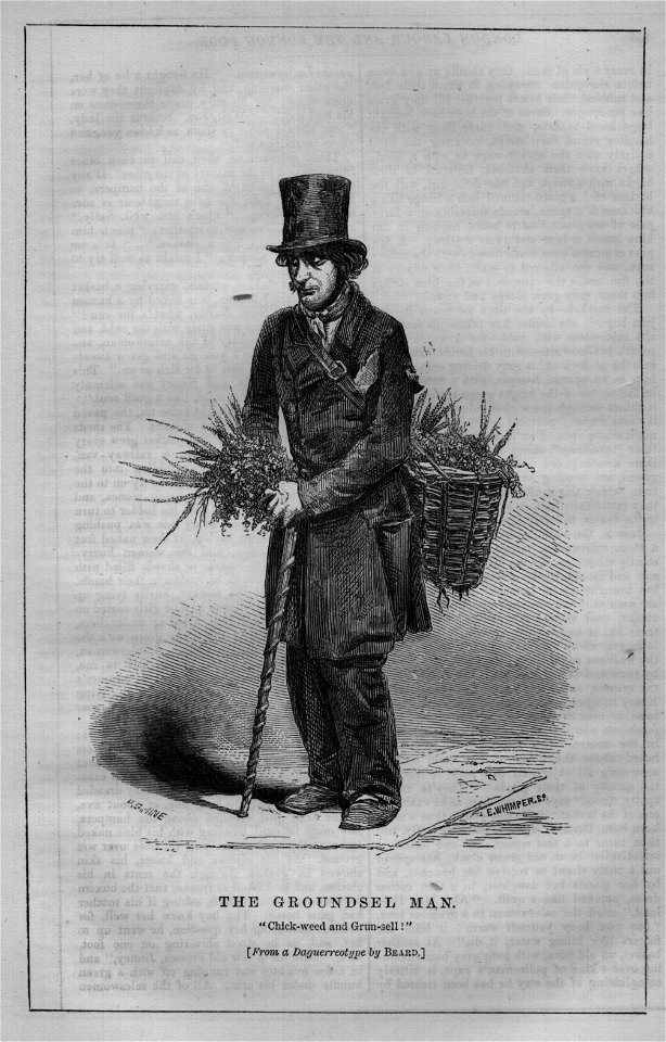 The Groundsel Man