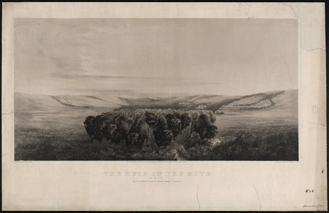 The herd on the move - painted & drawn by W.J. Hays ; printed by Endicott & Co. LCCN2003664192