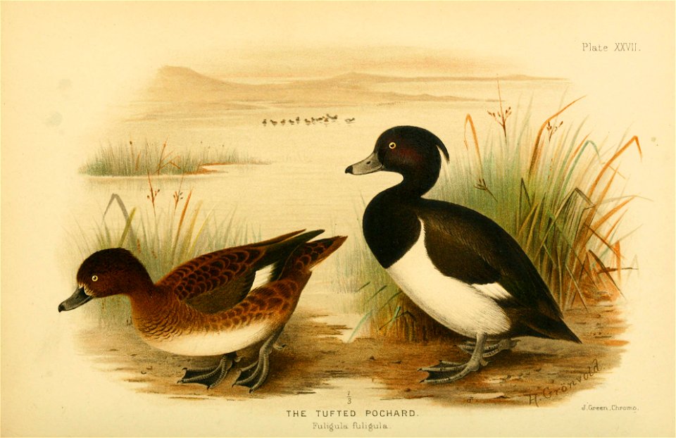 The Indian ducks and their allies (1908) (14565158568)