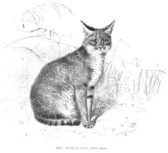 The Jungle Cat (Felis chaus)...223