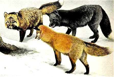 The larger North American mammals (Page 418) (red fox color variants). Free illustration for personal and commercial use.