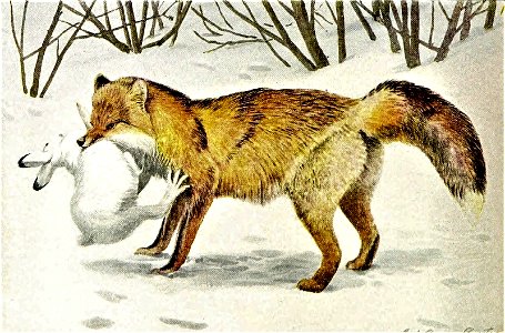 The larger North American mammals (Page 418) (Alaska red fox). Free illustration for personal and commercial use.