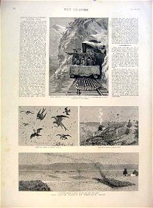 The Locust Plague in Northern India - The Graphic 1891