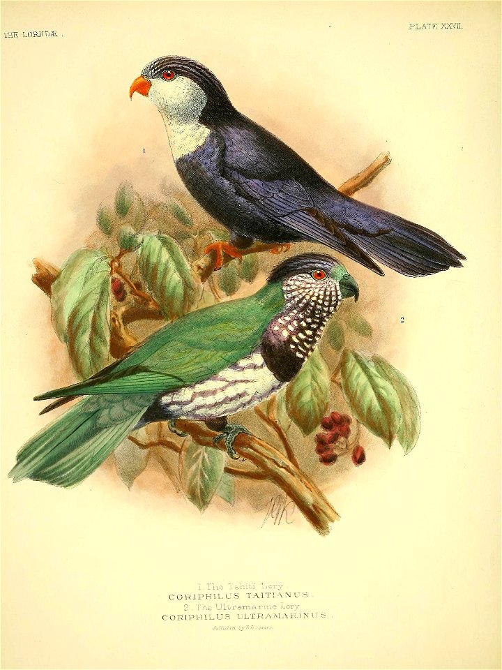 The Loriidae - Plate XXVII