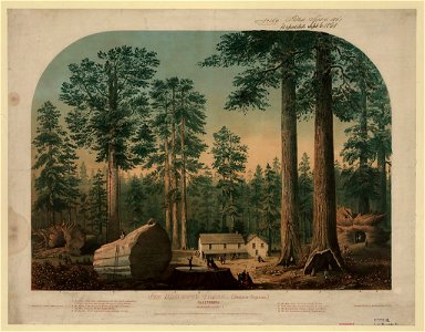 The mammoth trees (Sequoia gigantea), California (Calaveras County) - executed in oil colors by Middleton, Strobridge & Co., Cin. O. LCCN2006676654