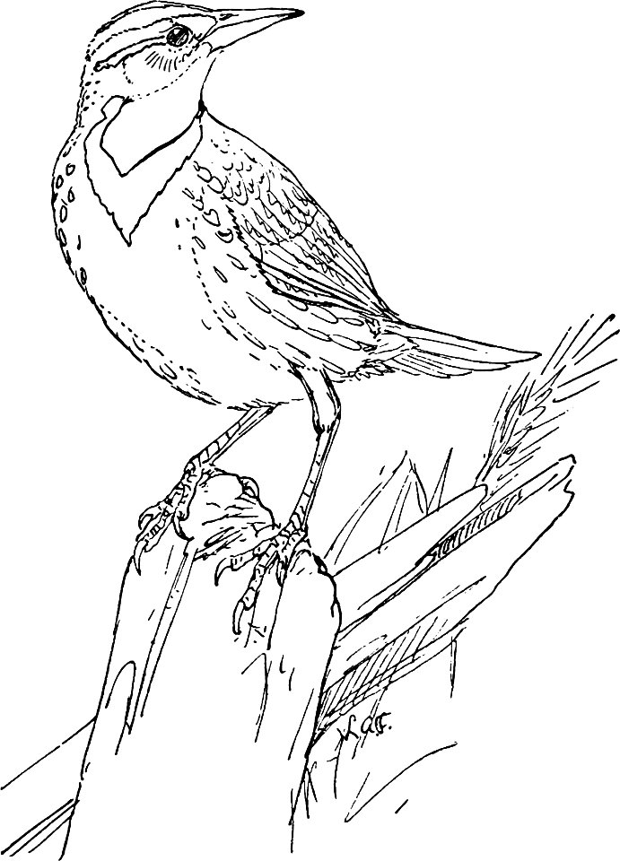 The Meadowlark-MBS 44