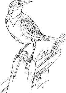 The Meadowlark-MBS 44