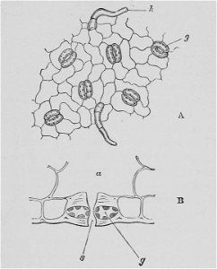 The Oak (Marshall Ward) Fig 23