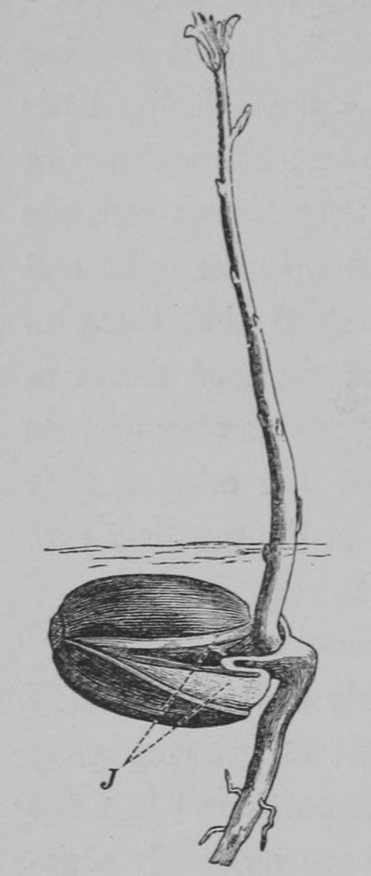 The Oak (Marshall Ward) Fig 4