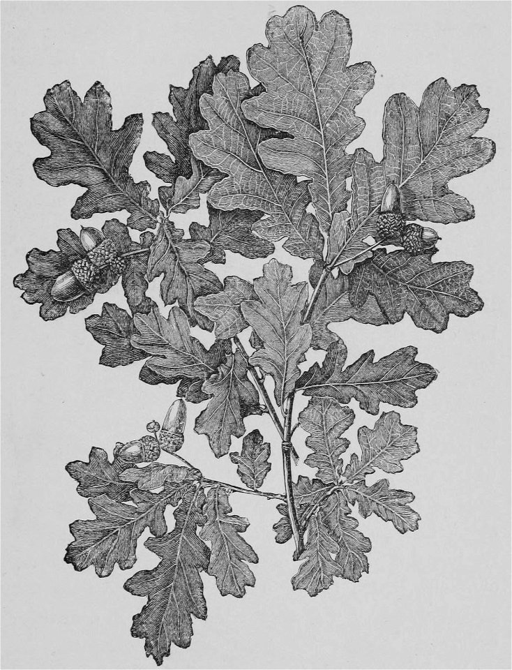 The Oak (Marshall Ward) Fig 1