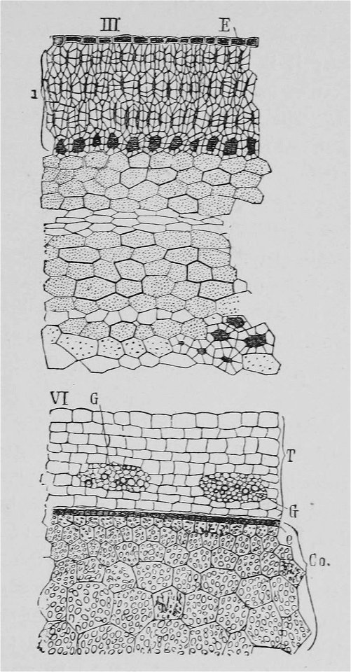The Oak (Marshall Ward) Fig 37