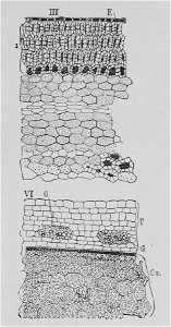 The Oak (Marshall Ward) Fig 37
