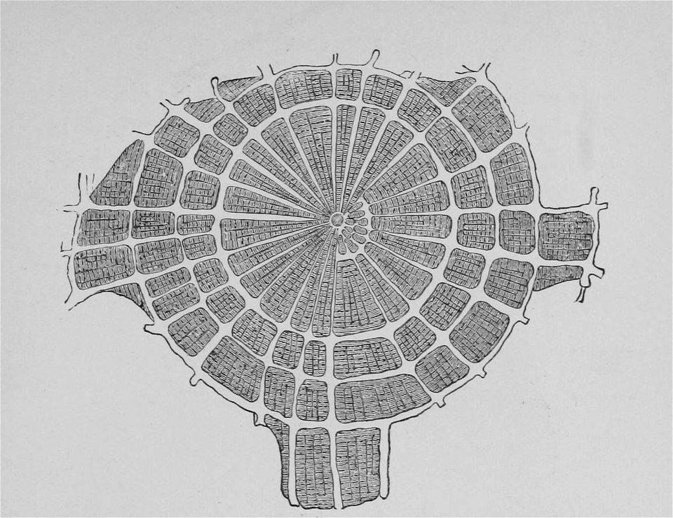 The Oak (Marshall Ward) Fig 48