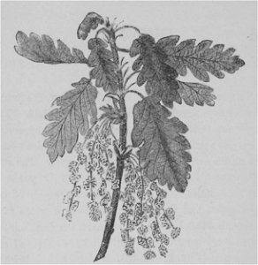 The Oak (Marshall Ward) Fig 31