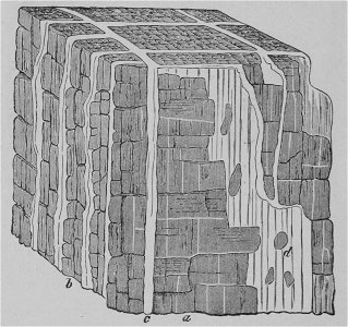 The Oak (Marshall Ward) Fig 47