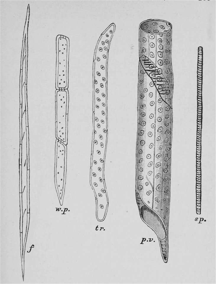 The Oak (Marshall Ward) Fig 28