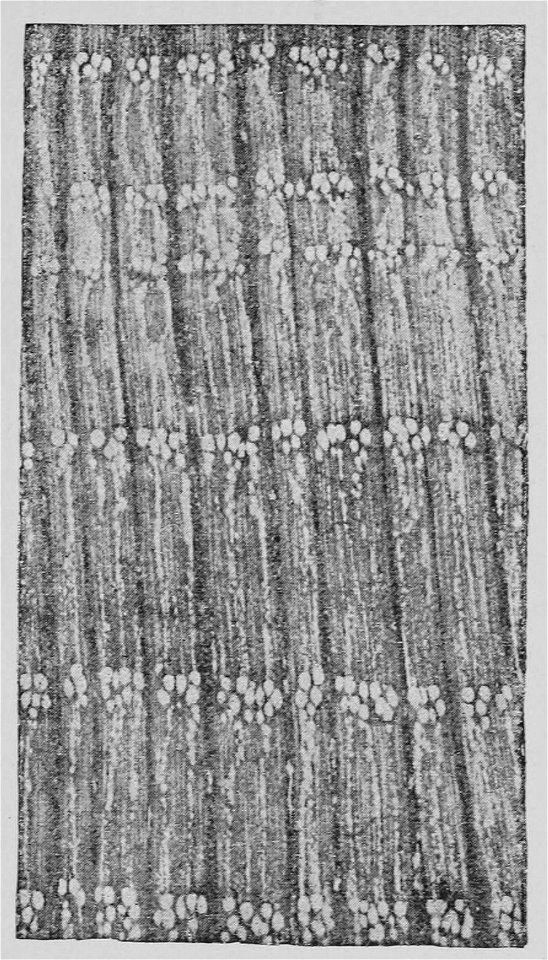 The Oak (Marshall Ward) Fig 38