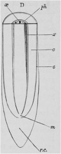 The Oak (Marshall Ward) Fig 6