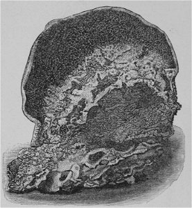 The Oak (Marshall Ward) Fig 50