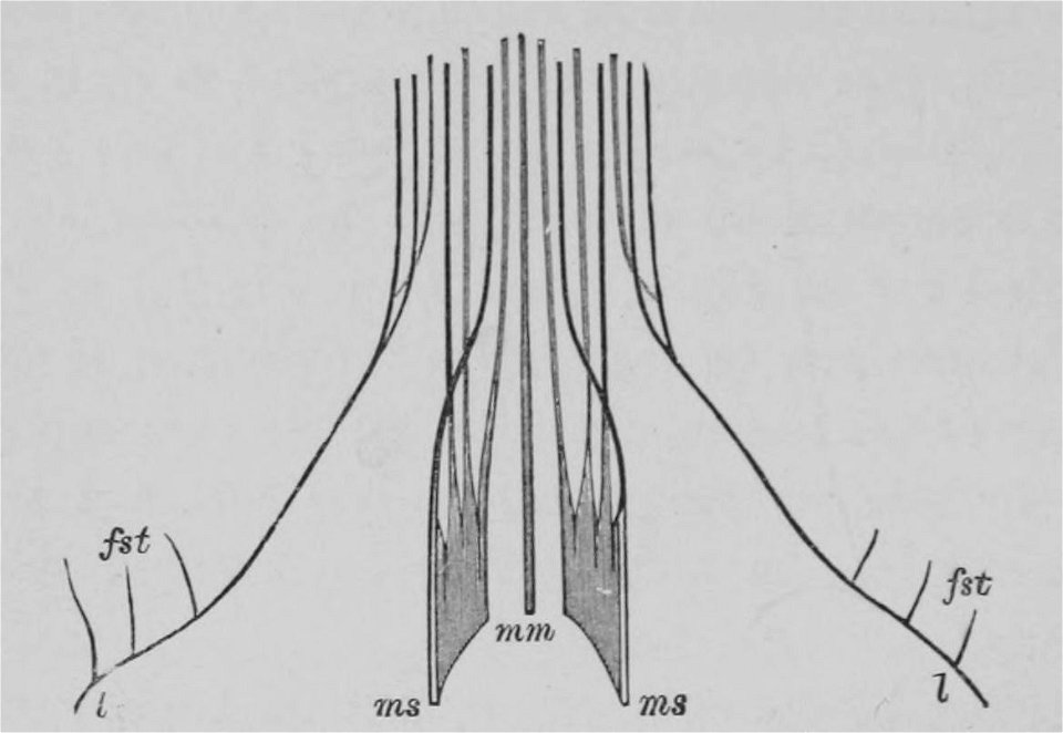 The Oak (Marshall Ward) Fig 10