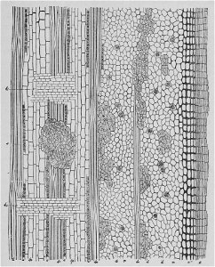 The Oak (Marshall Ward) Fig 18