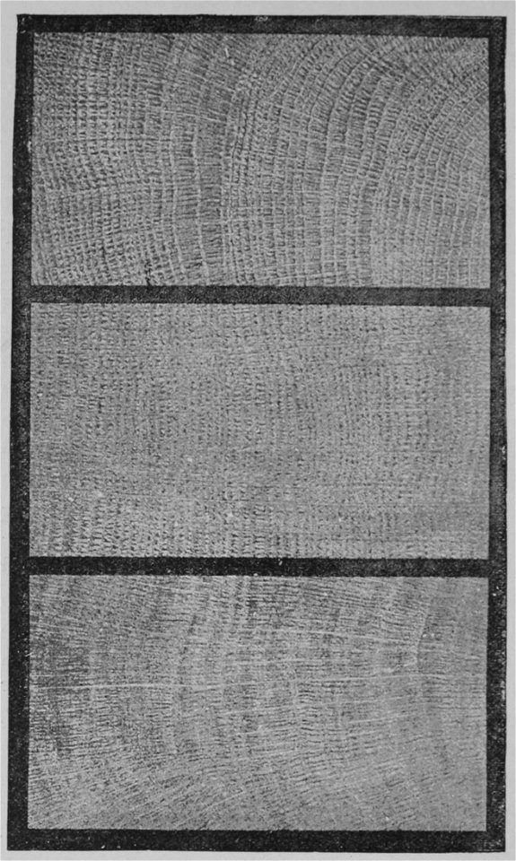 The Oak (Marshall Ward) Fig 39