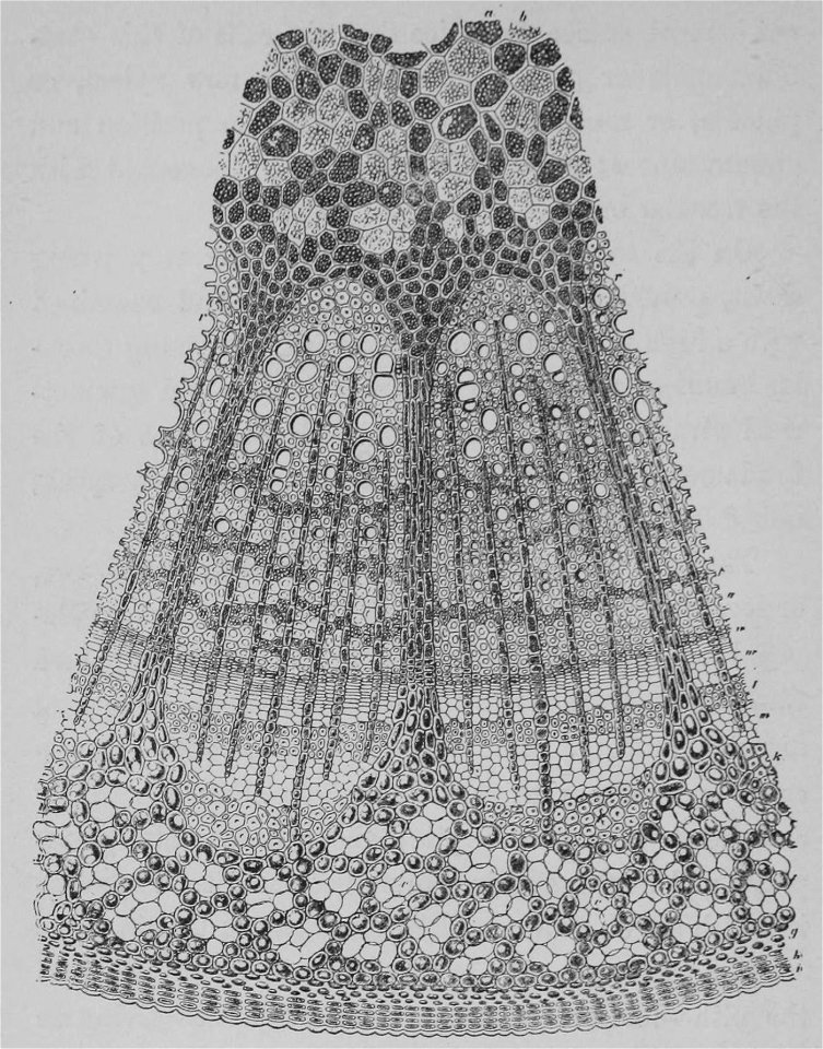 The Oak (Marshall Ward) Fig 12