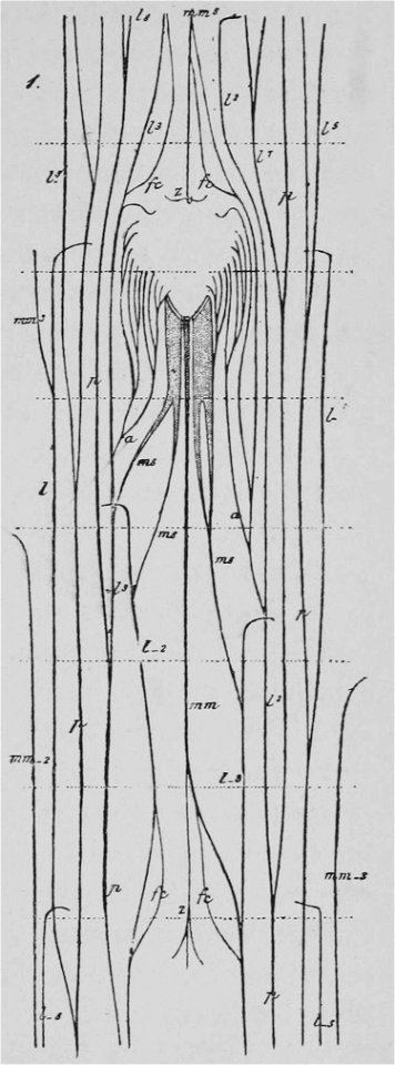 The Oak (Marshall Ward) Fig 11