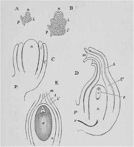 The Oak (Marshall Ward) Fig 35