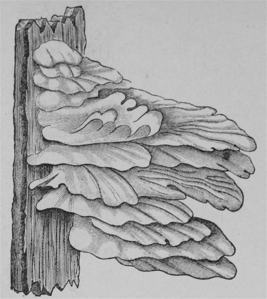 The Oak (Marshall Ward) Fig 46