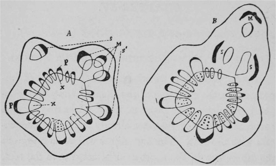 The Oak (Marshall Ward) Fig 9