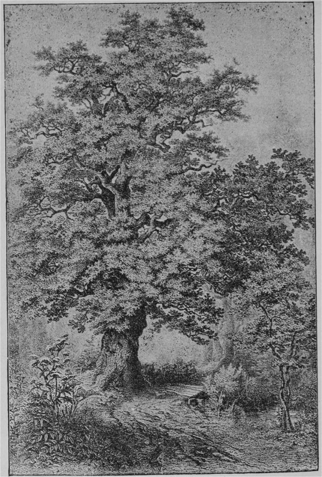 The Oak (Marshall Ward) Plate I