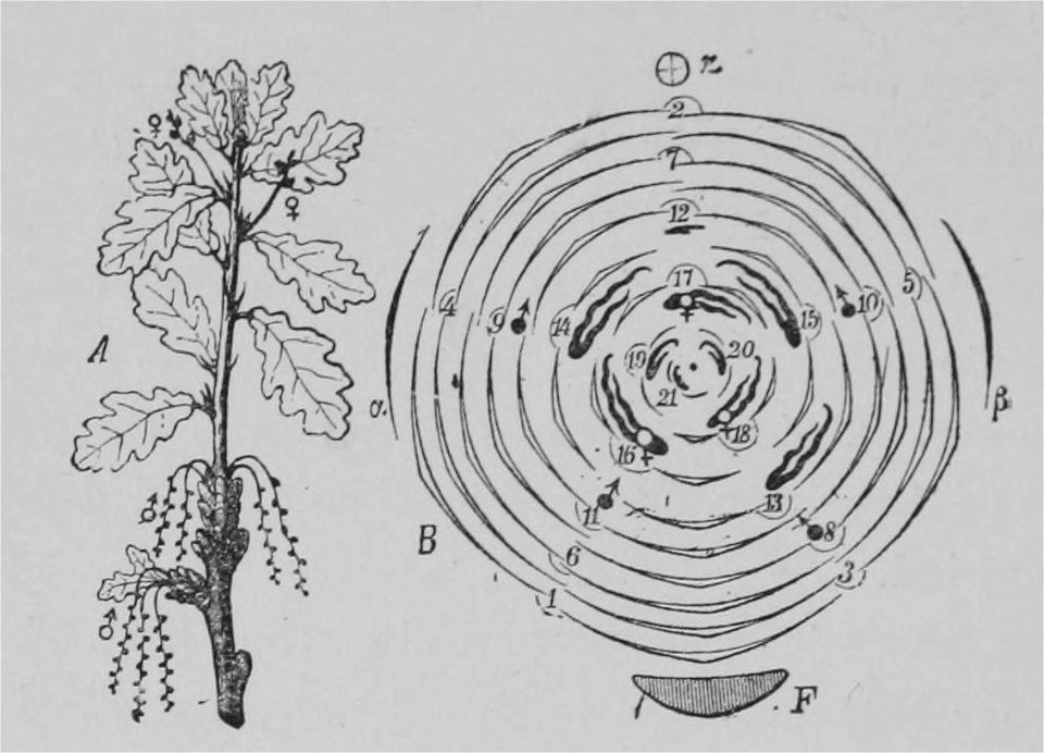 The Oak (Marshall Ward) Fig 32