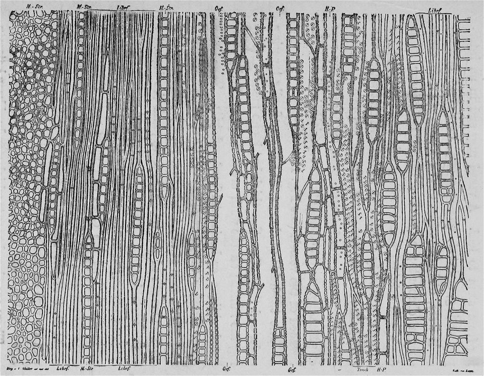 The Oak (Marshall Ward) Fig 15