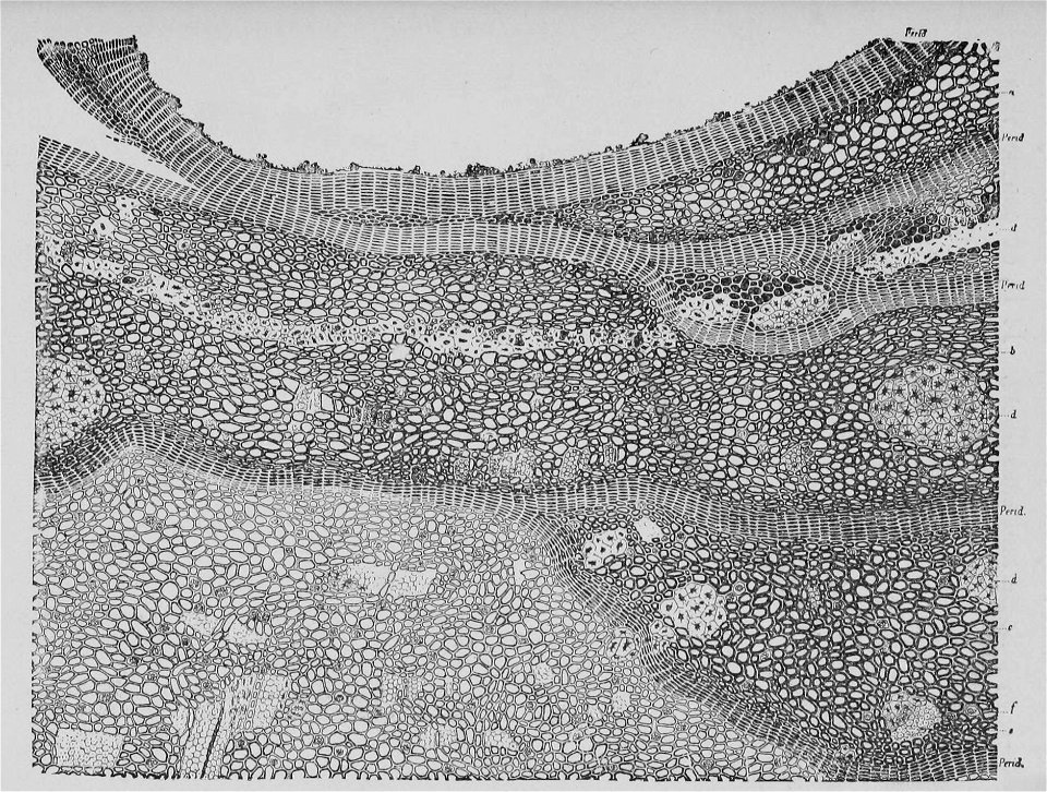 The Oak (Marshall Ward) Fig 30