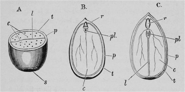 The Oak (Marshall Ward) Fig 2. Free illustration for personal and commercial use.