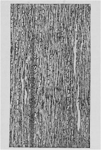 The Oak (Marshall Ward) Fig 27