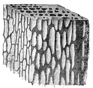 The Oak (Marshall Ward) Fig 42