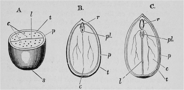 The Oak (Marshall Ward) Fig 36