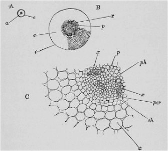 The Oak (Marshall Ward) Fig 5