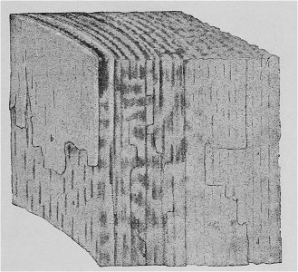 The Oak (Marshall Ward) Fig 43