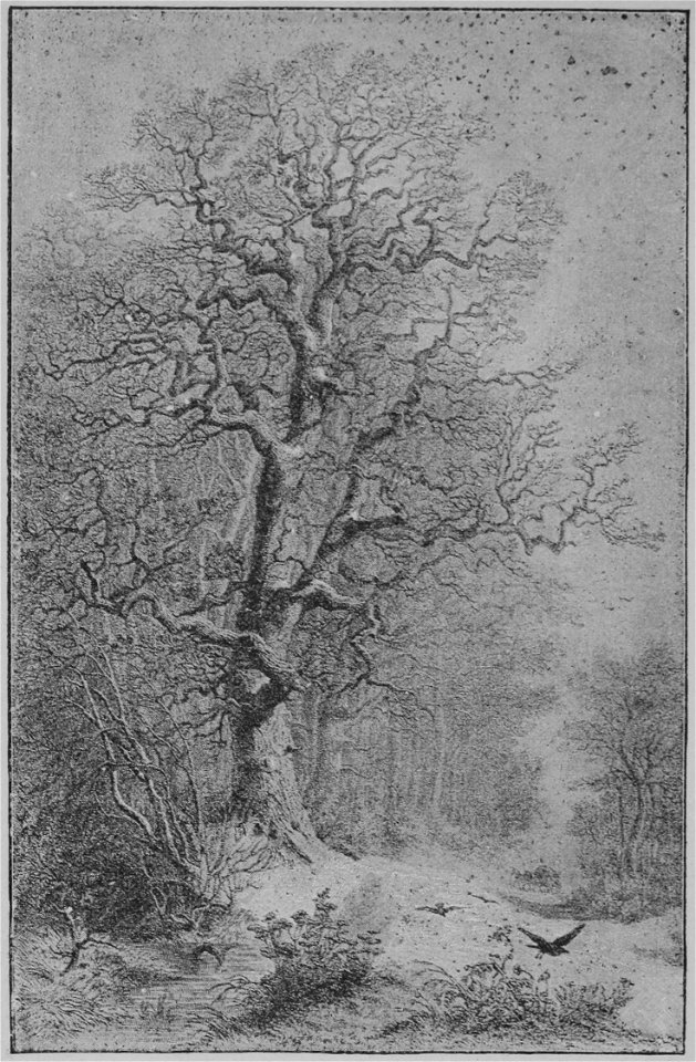 The Oak (Marshall Ward) Plate II