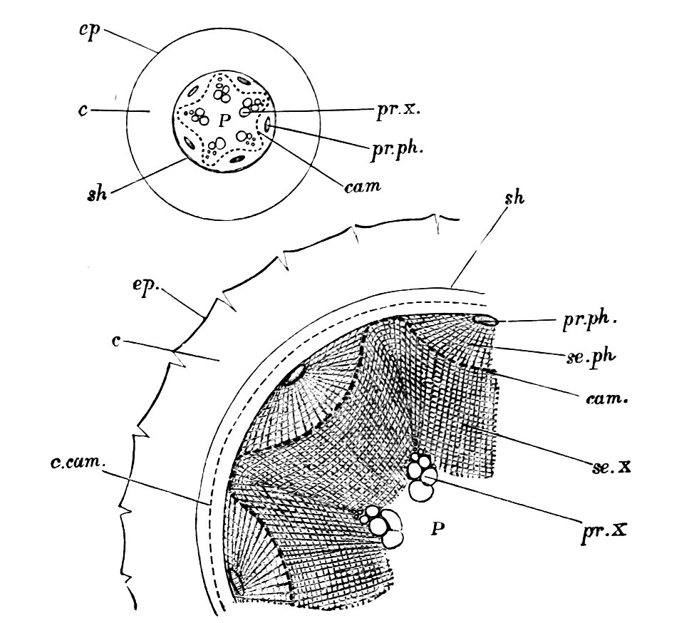 The Oak (Marshall Ward) Fig 24